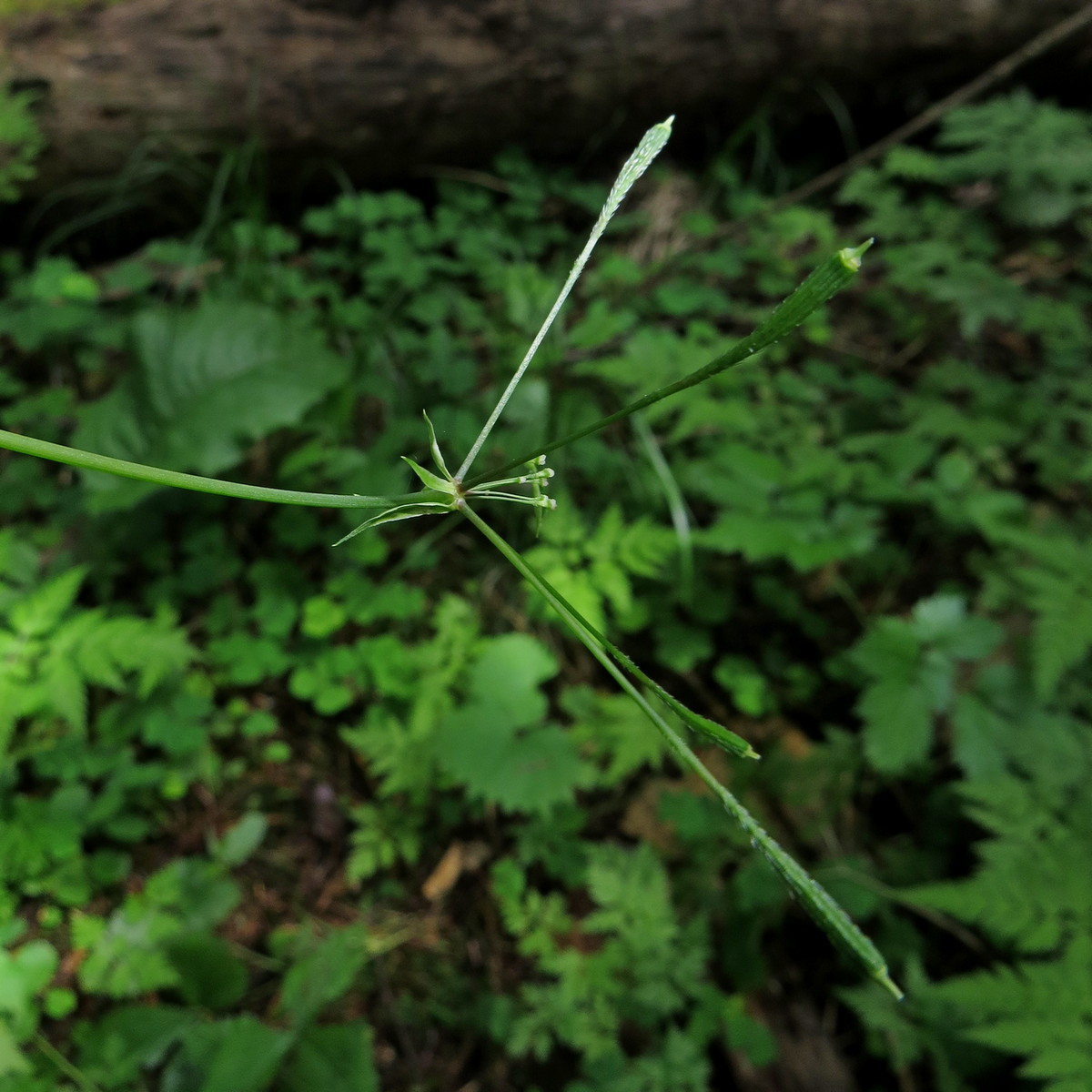 Image of Osmorhiza aristata specimen.