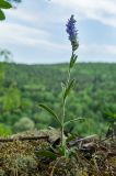 Veronica spicata. Цветущее растение. Свердловская обл., Красноуфимский округ, Усть-Машский сельский совет, окр. дер. Русский Усть-Маш, вершина прибрежного скальника, под соснами во мху. 13 июня 2021 г.