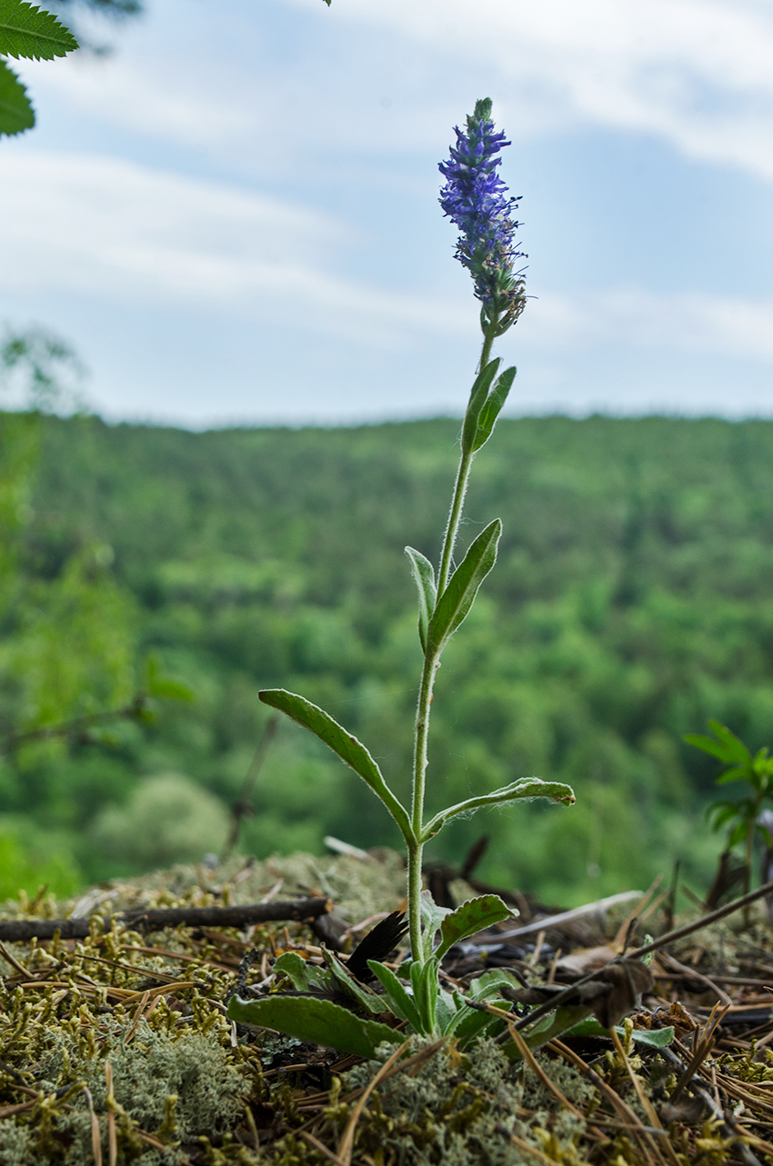 Изображение особи Veronica spicata.