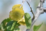 Paliurus spina-christi. Плод. Крым, ландшафтно-рекреационный парк «Лисья бухта — Эчки-Даг», остепнённый склон. 4 августа 2021 г.