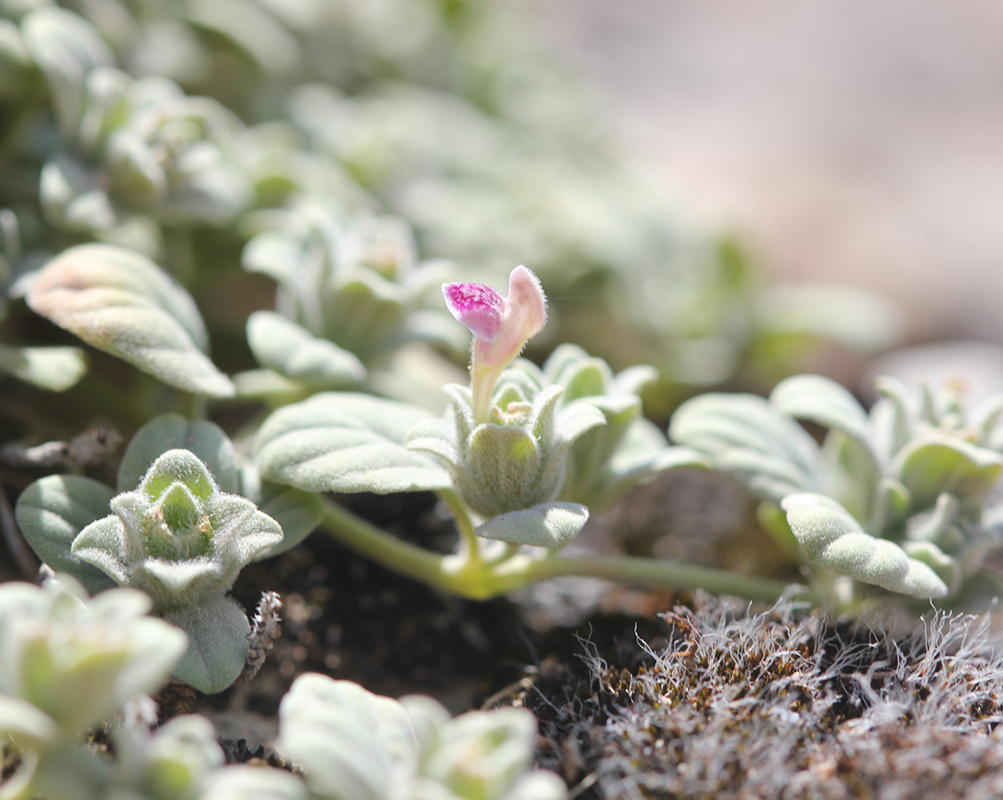 Image of Scutellaria baldshuanica specimen.