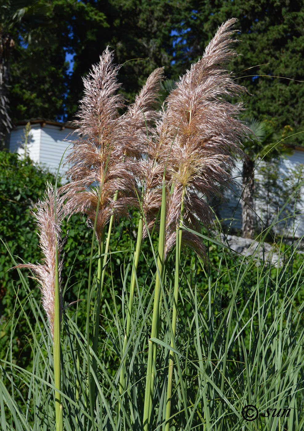 Изображение особи Cortaderia selloana.