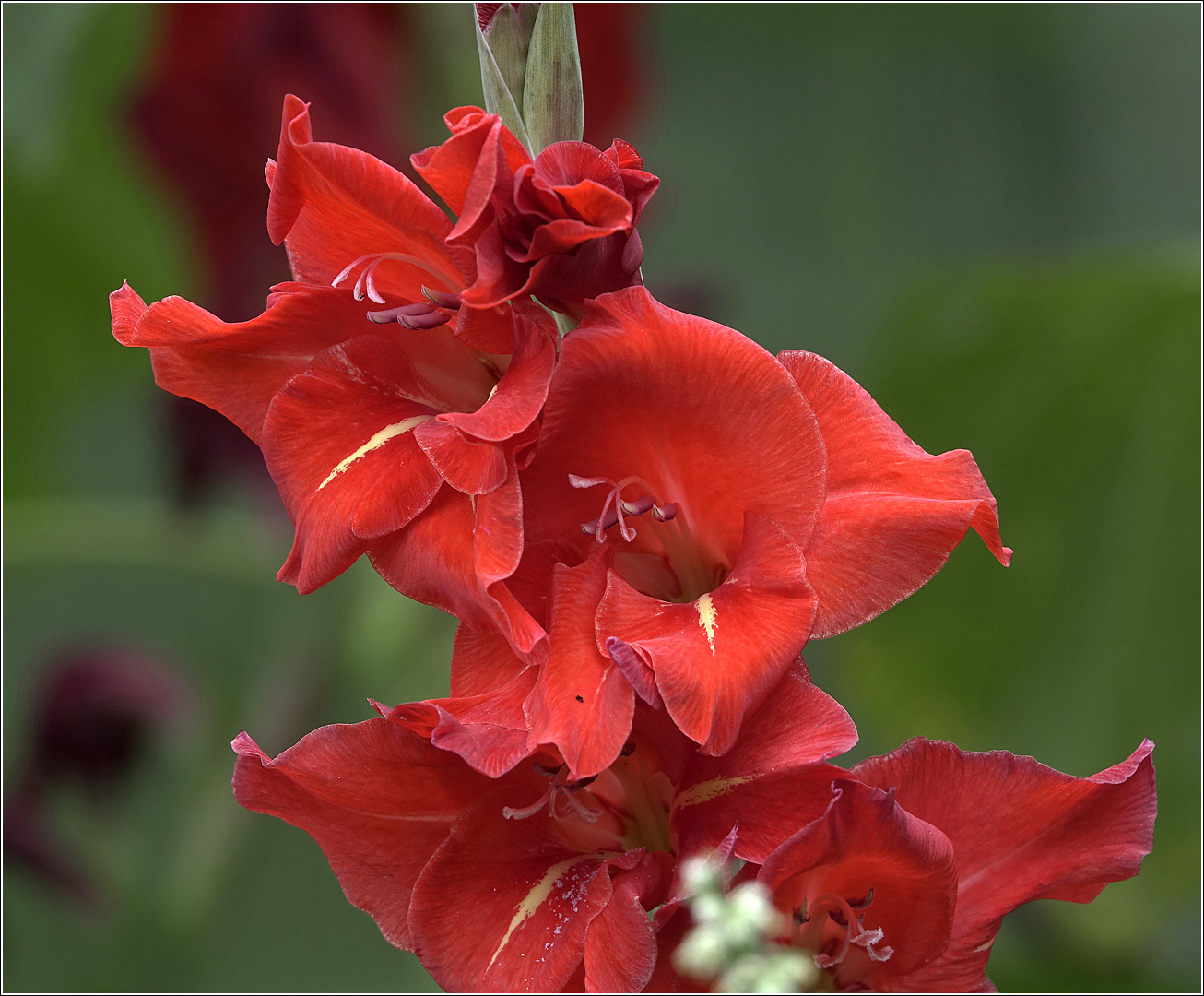 Image of Gladiolus × gandavensis specimen.