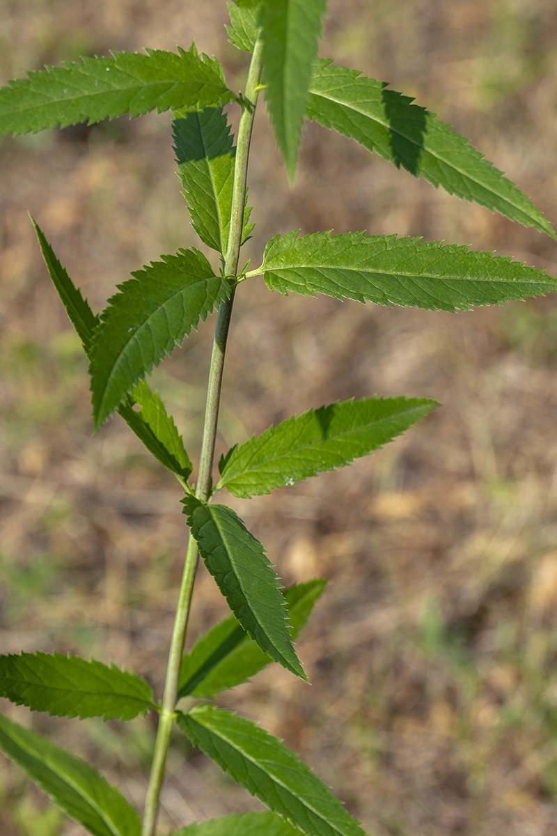 Изображение особи Veronica longifolia.