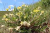 Astragalus dasyanthus. Цветущее растение. Белгородская обл., Борисовский р-н, заповедник \"Белогорье\", участок \"Острасьевы яры\". 19.06.2017.