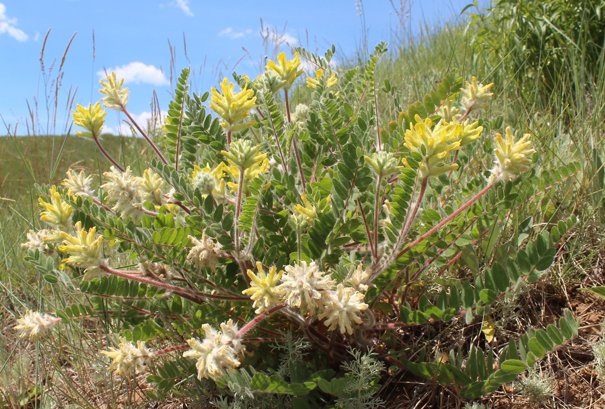 Изображение особи Astragalus dasyanthus.
