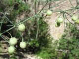 Asparagus persicus. Часть ветви с незрелыми плодами. Южный Казахстан, Сырдарьинский Каратау, Юго-Восточный Каратау, горы Улькен-Актау, каньон р. Шабакты, тугай. 22 мая 2021 г.