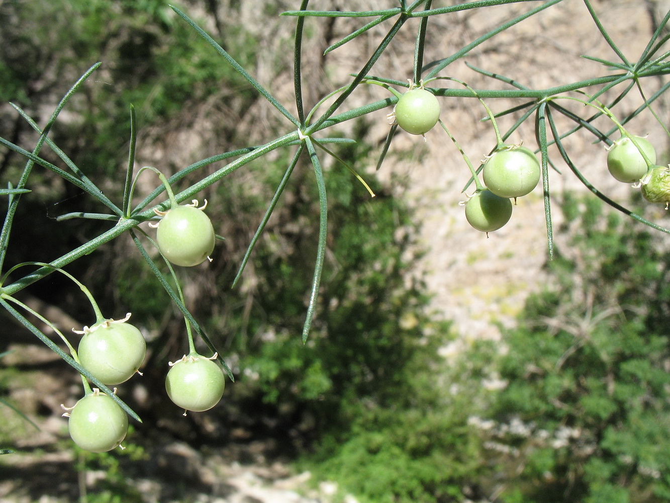 Image of Asparagus persicus specimen.