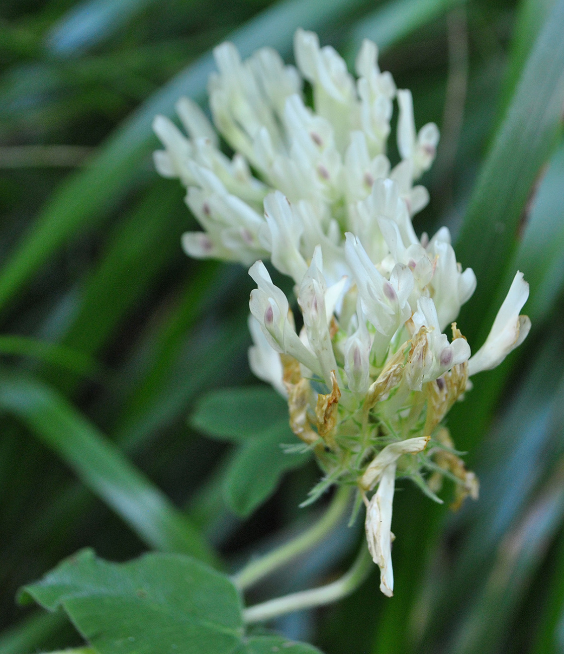 Image of Trifolium canescens specimen.