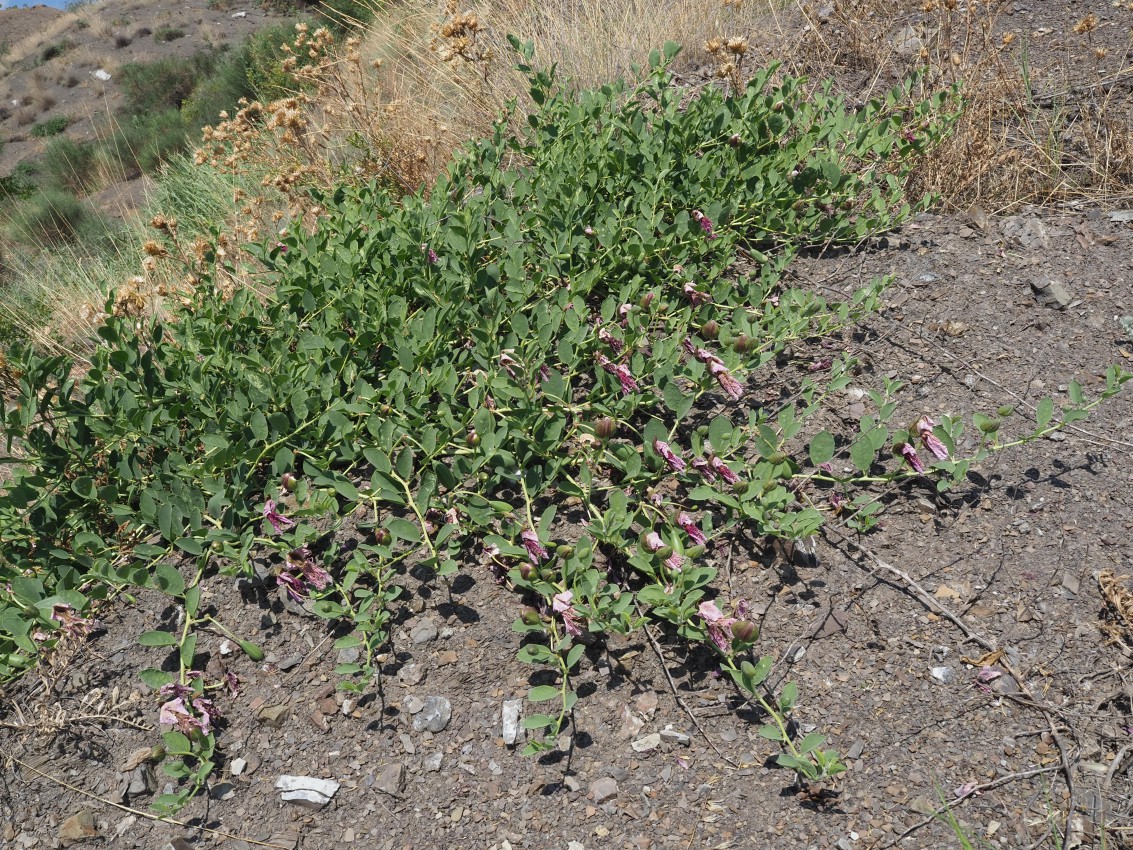 Image of Capparis herbacea specimen.