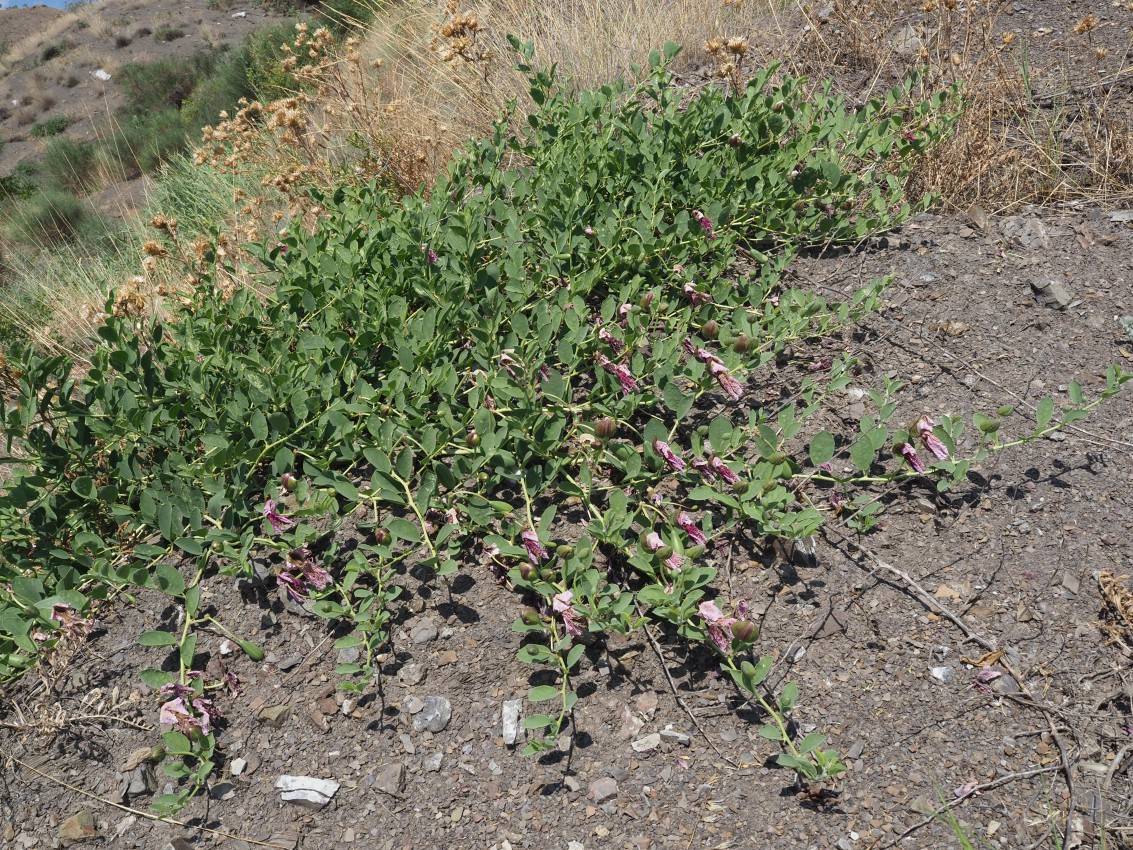 Изображение особи Capparis herbacea.