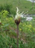 Dryas caucasica