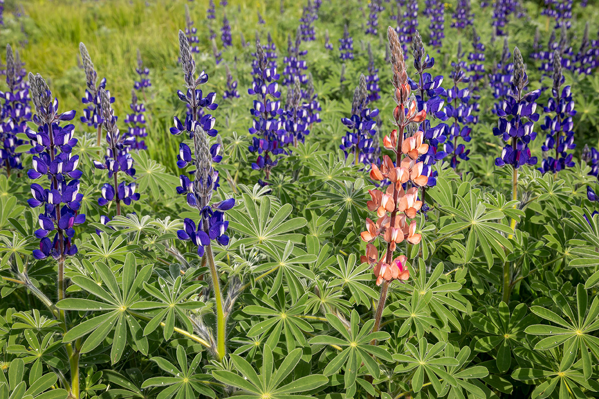 Image of Lupinus pilosus specimen.