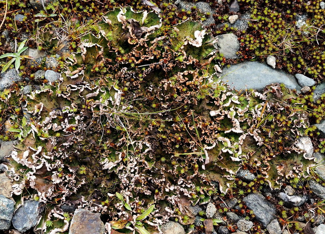 Image of Peltigera leucophlebia specimen.