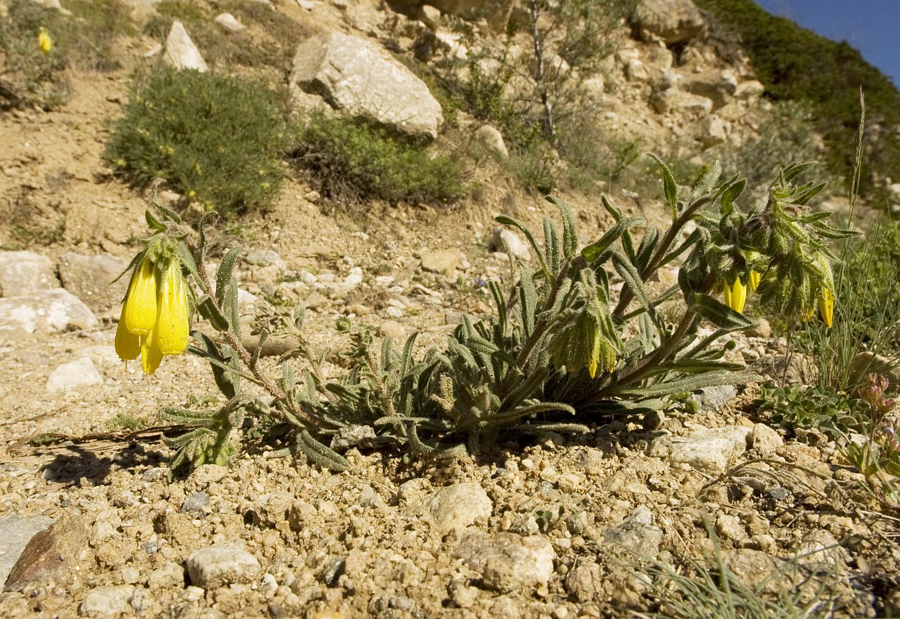 Изображение особи Onosma caucasica.