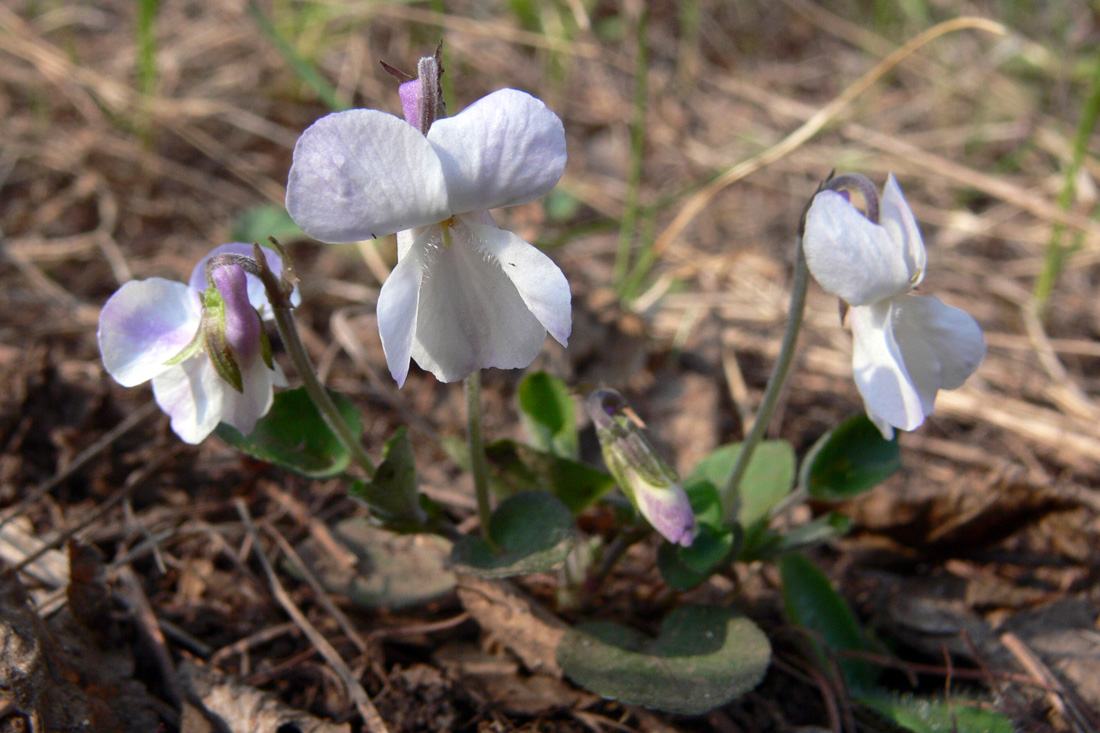 Image of Viola rupestris specimen.