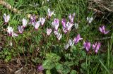 Cyclamen persicum. Цветущие растения. Израиль, лес Бен-Шемен. 05.03.2022.