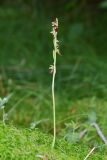 Ophrys insectifera