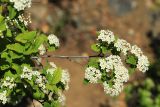 Spiraea turczaninowii. Ветвь с соцветиями. Приморский край, Октябрьский р-н, окр. с. Чернятино, долина р. Раздольная на левом берегу, скалисто-осыпной южный склон. 17.05.2022.