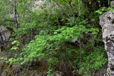 Acer campestre. Ветви расцветающего дерева. Дагестан, Гунибский р-н, Карадахская теснина, подножие скалы. 02.05.2022.