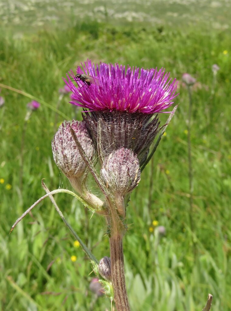 Image of Cirsium heterotrichum specimen.