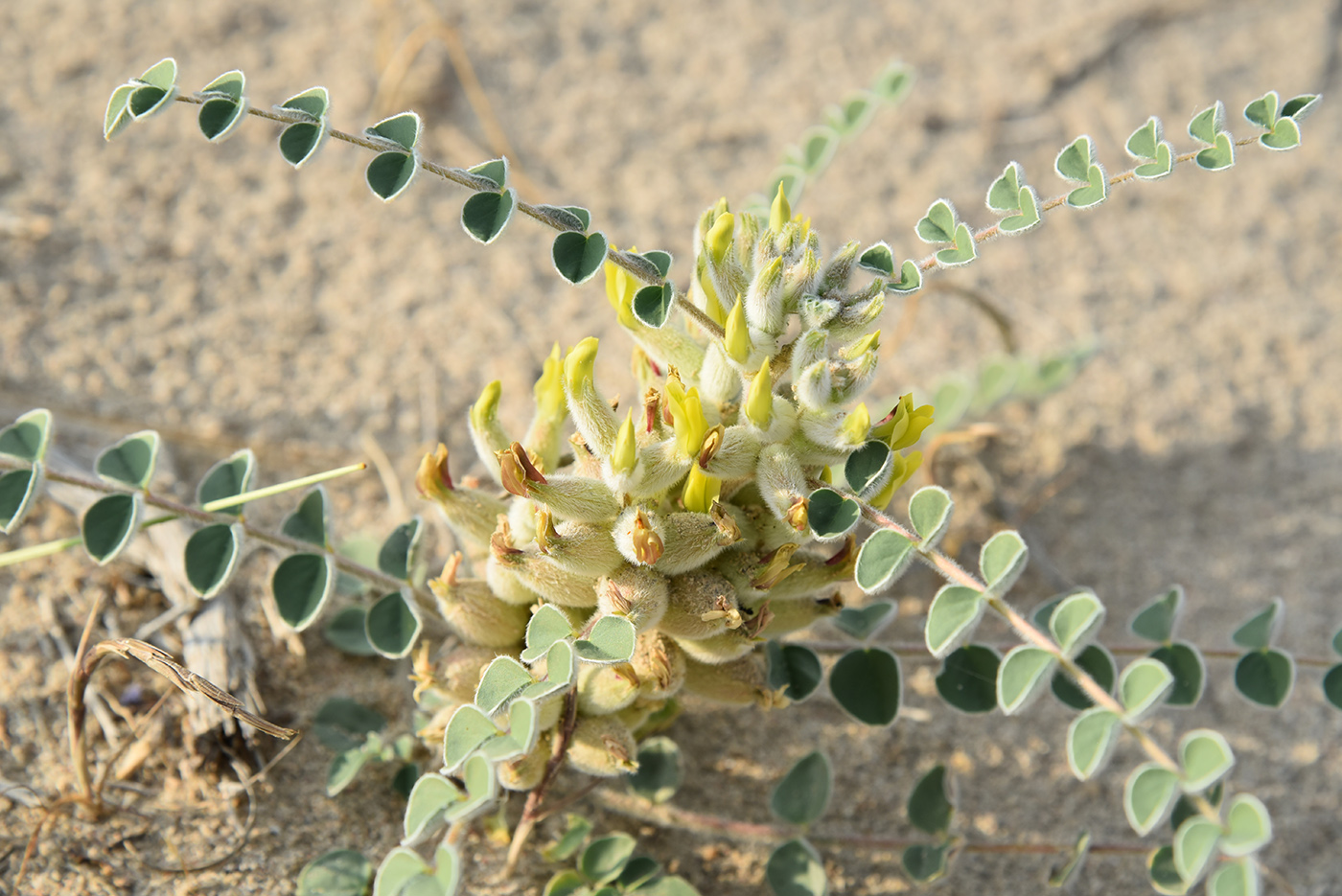 Изображение особи Astragalus lehmannianus.