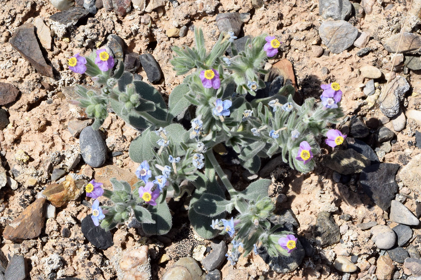 Изображение особи Arnebia obovata.