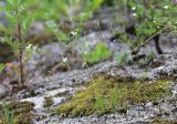 Minuartia gracilipes