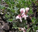 Trifolium eximium. Цветущее растение. Алтай, окр. с. Акташ. 02.07.2006.