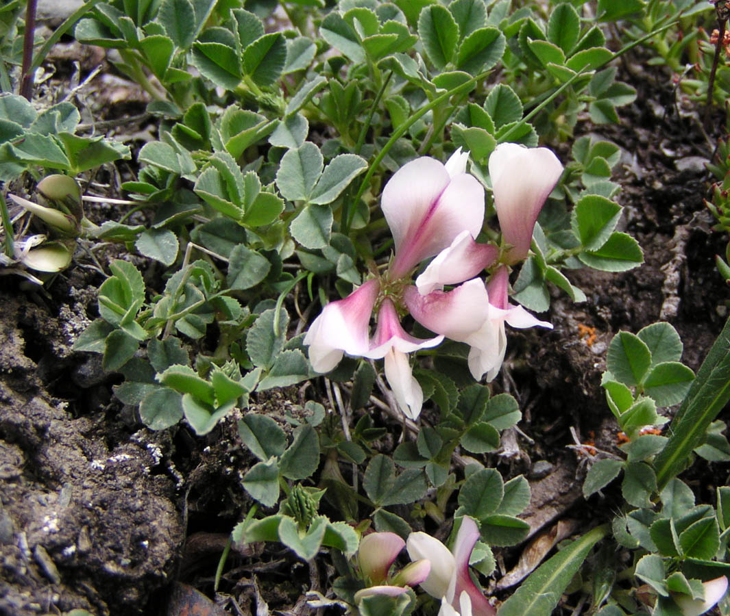 Image of Trifolium eximium specimen.