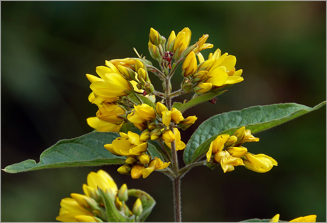 Изображение особи Lysimachia vulgaris.