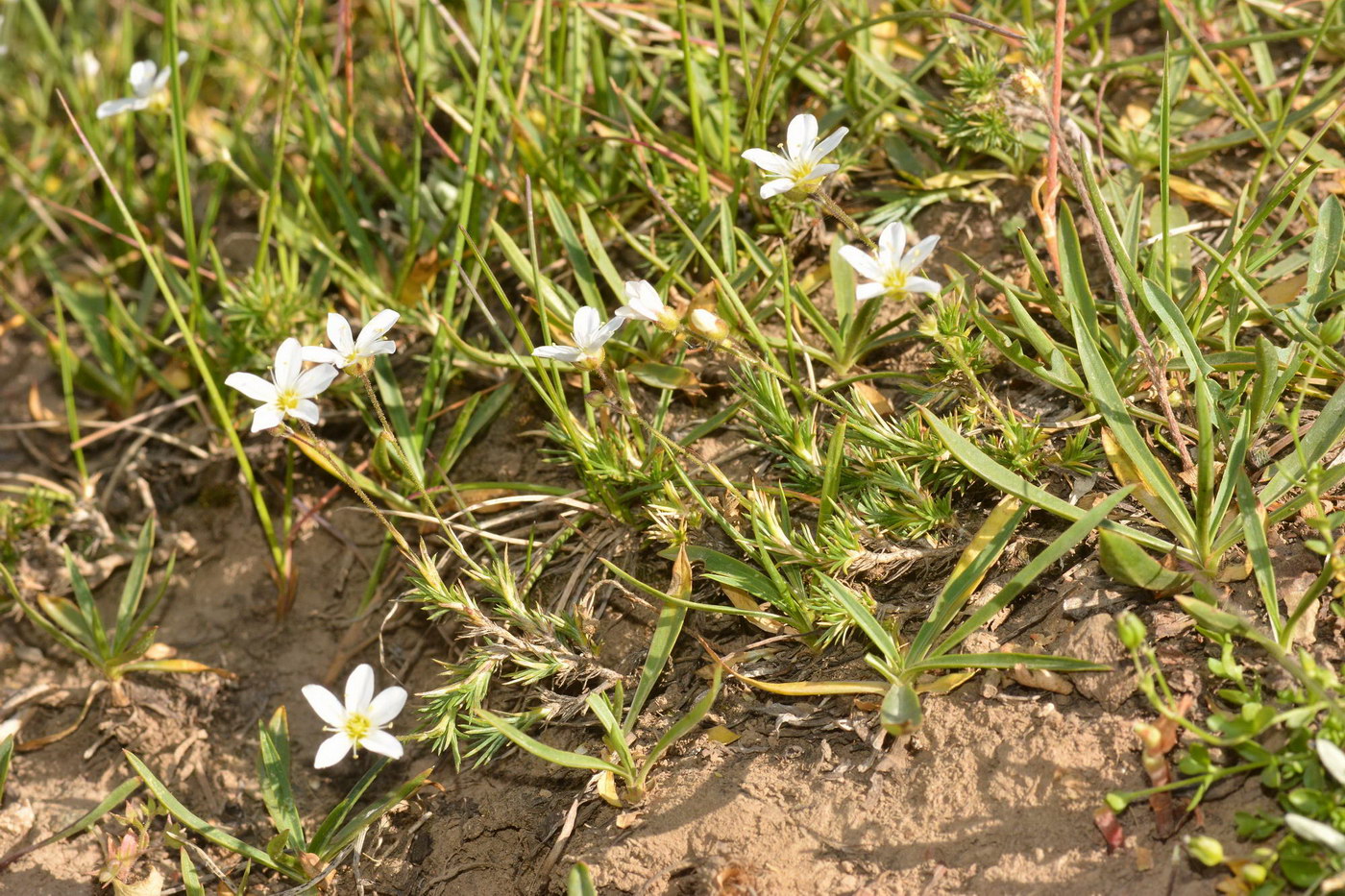 Image of Eremogone griffithii specimen.