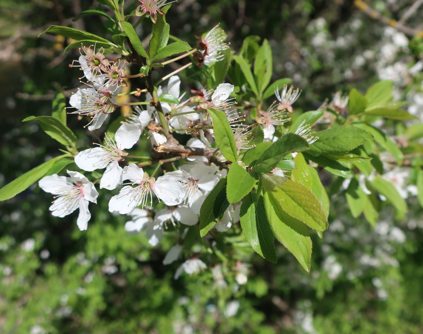 Image of genus Prunus specimen.