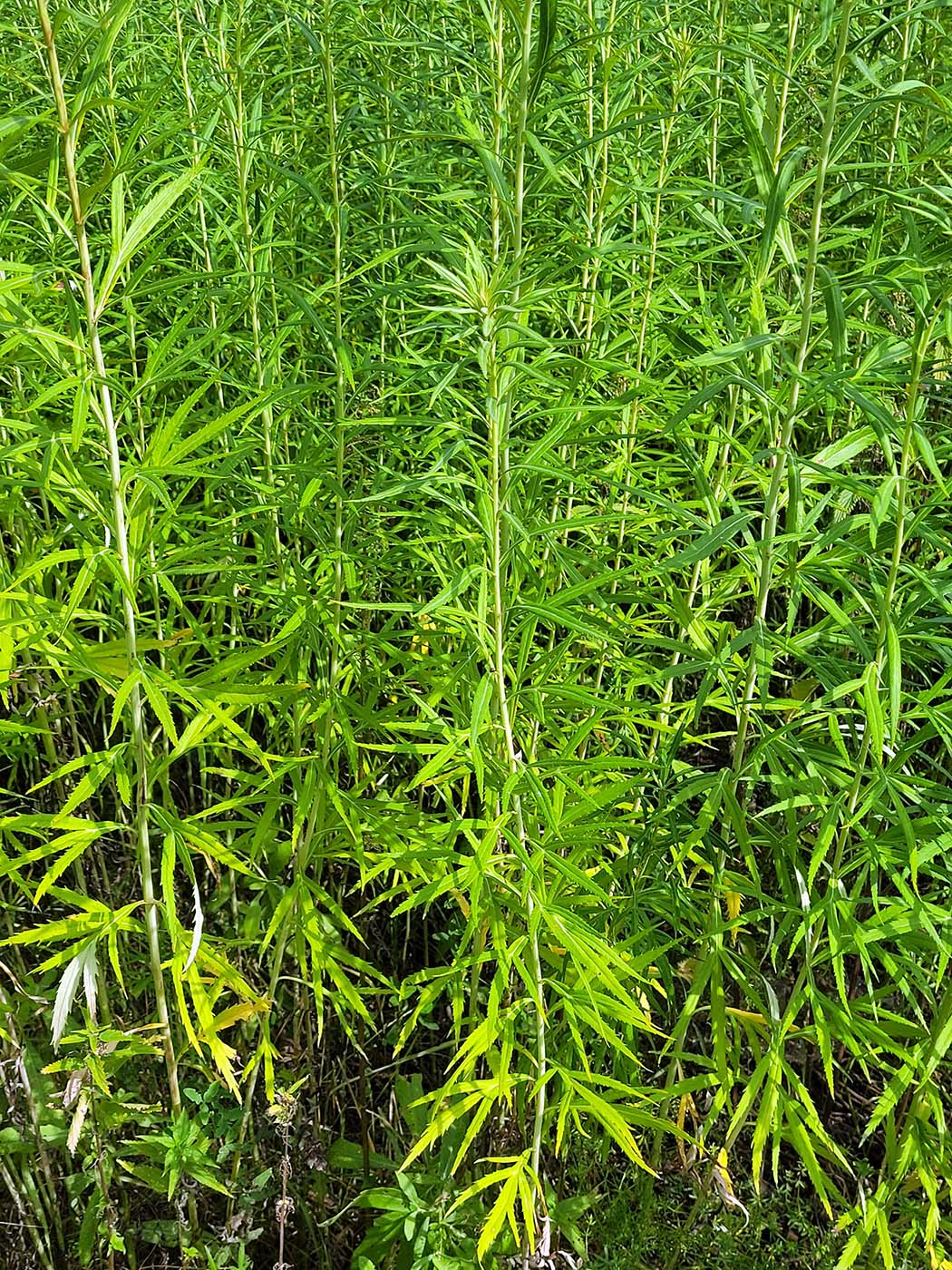 Изображение особи Artemisia selengensis.