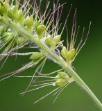 Setaria faberi