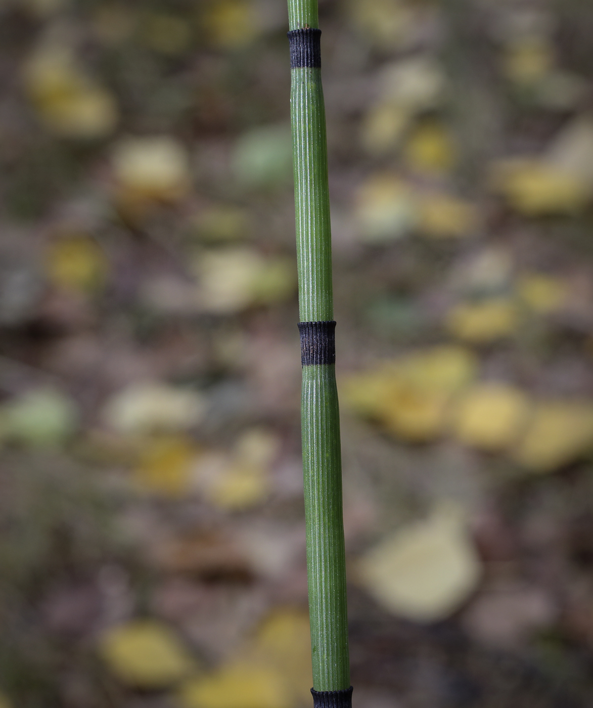 Image of Equisetum hyemale specimen.