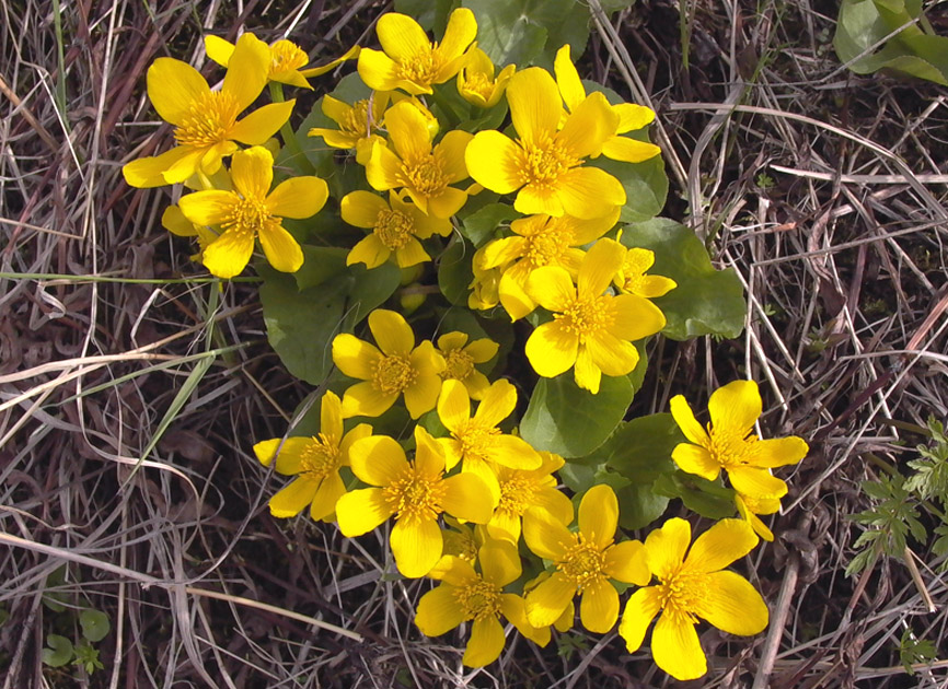 Изображение особи Caltha palustris.