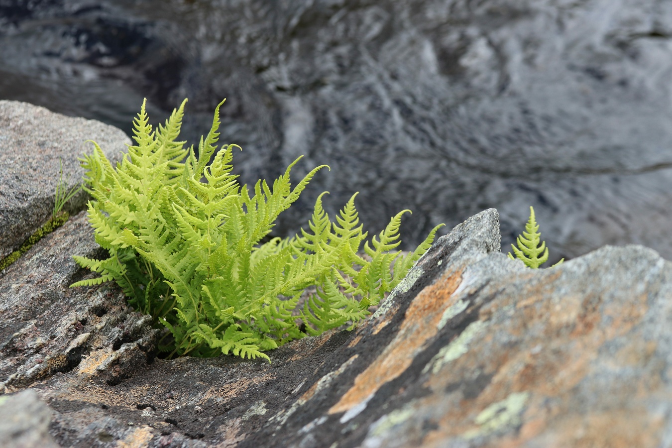 Изображение особи Phegopteris connectilis.