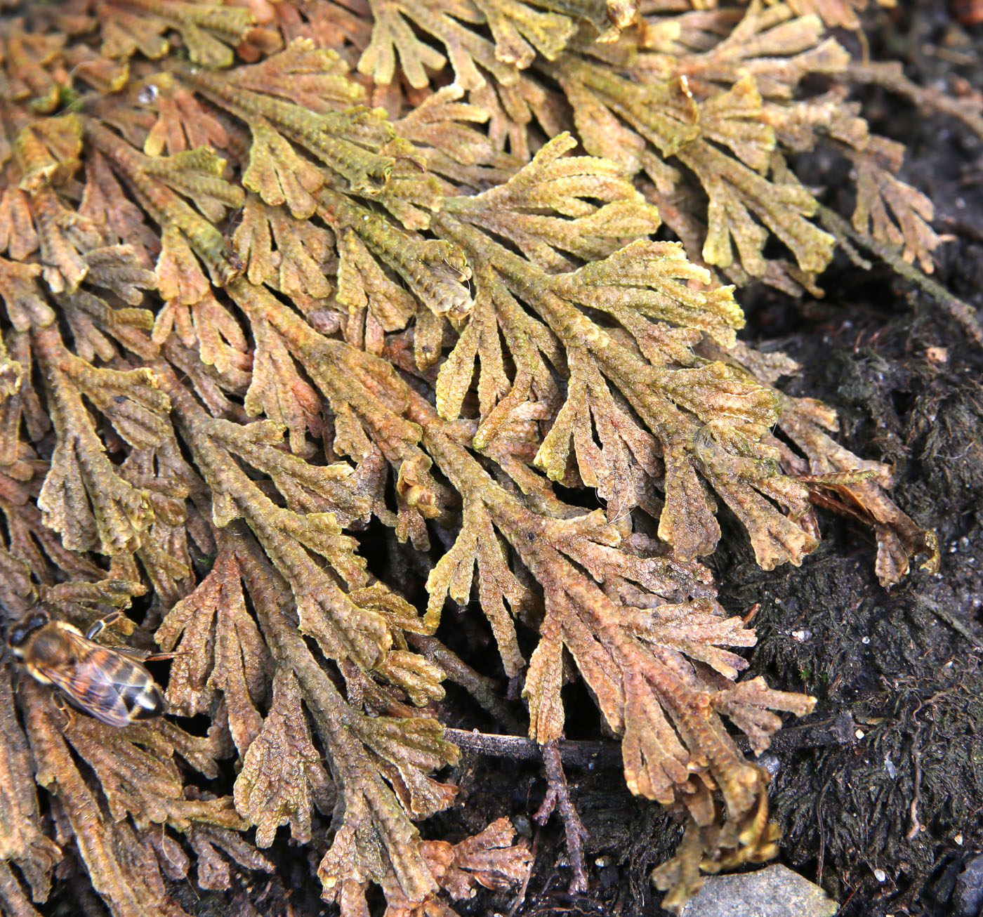 Image of genus Selaginella specimen.