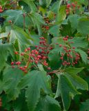 Viburnum sargentii