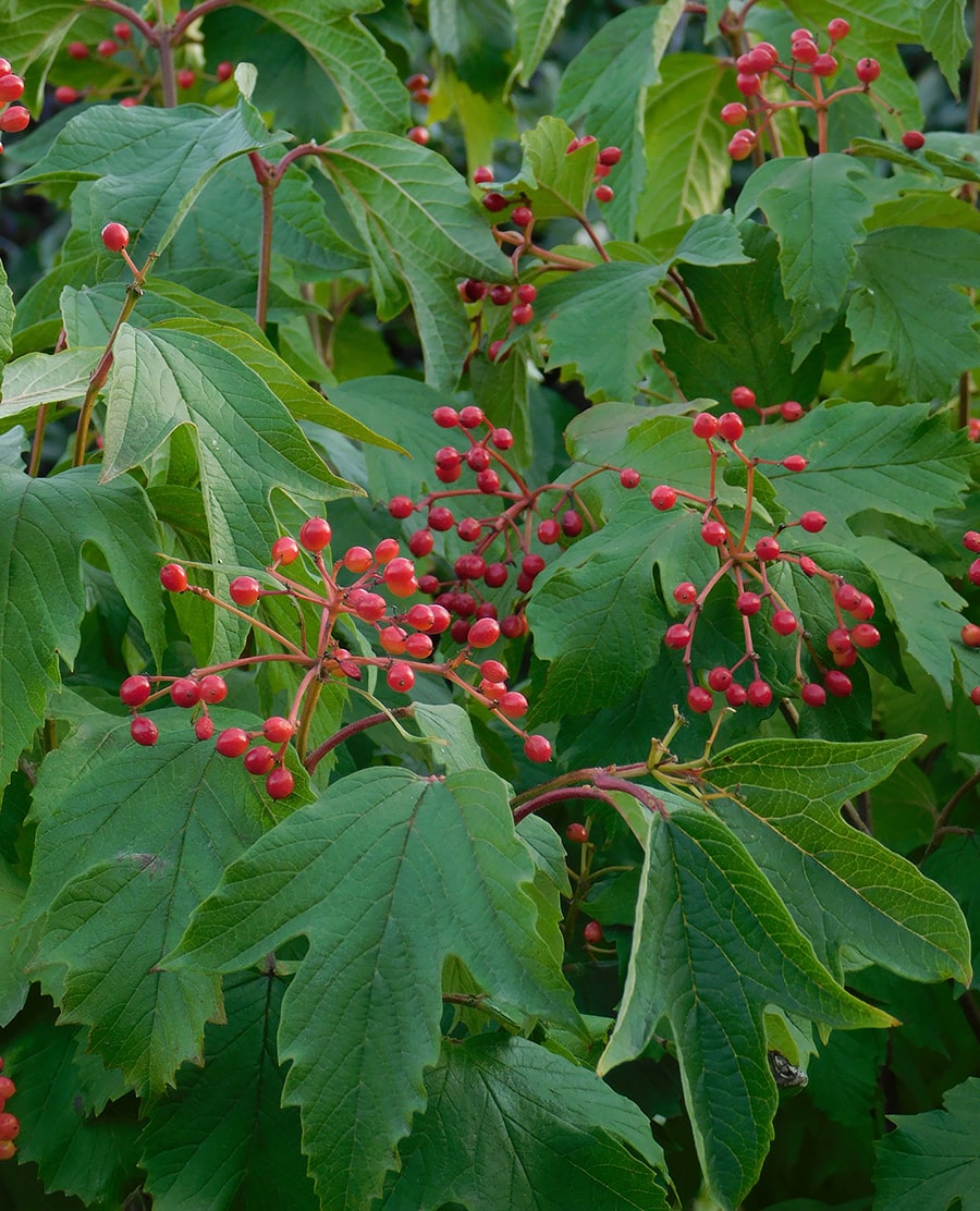 Image of Viburnum sargentii specimen.