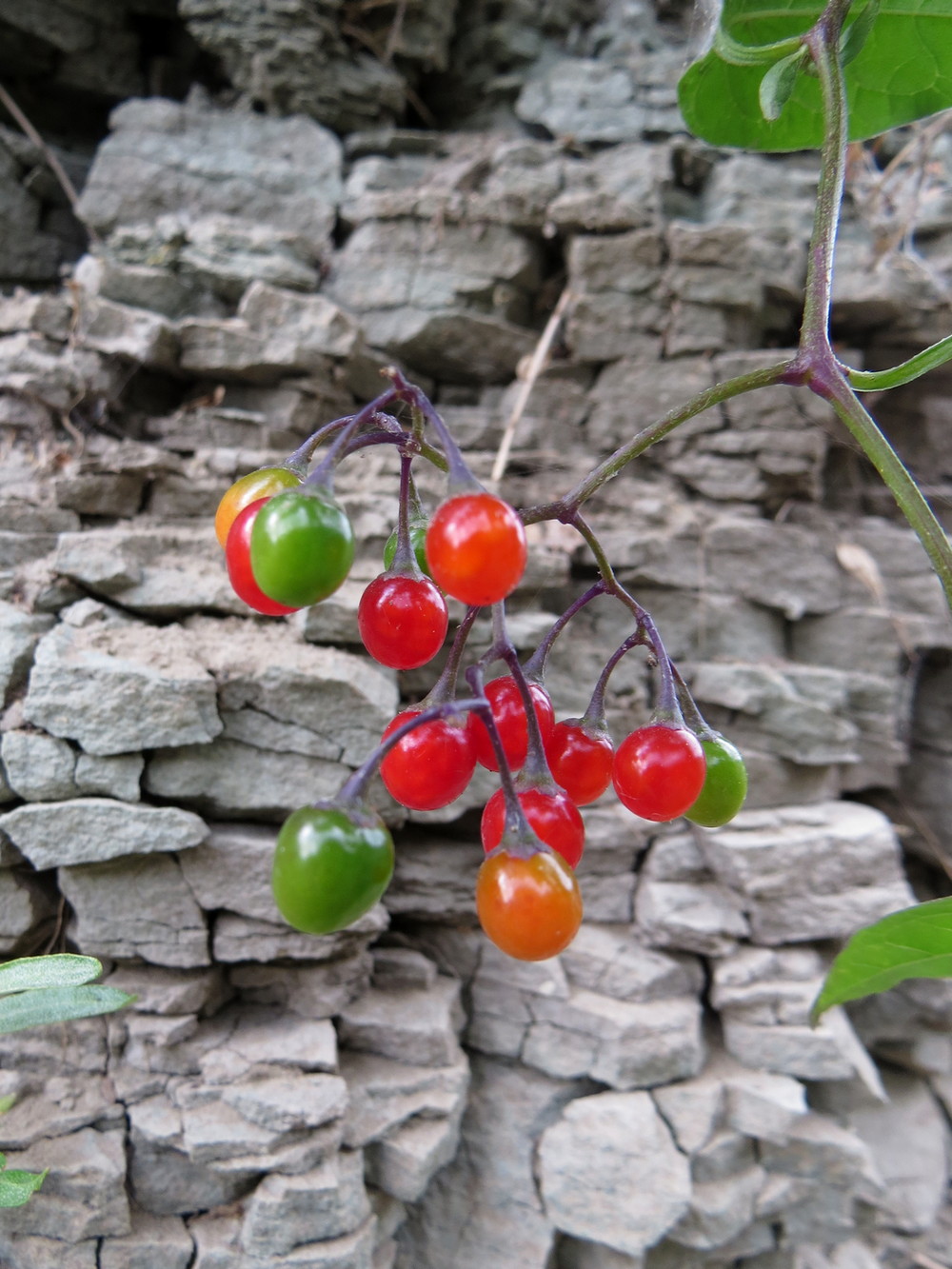 Изображение особи Solanum kitagawae.