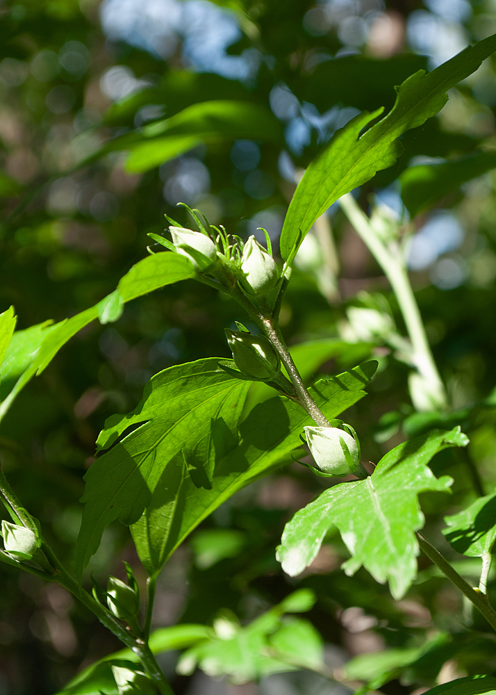 Image of Hibiscus syriacus specimen.