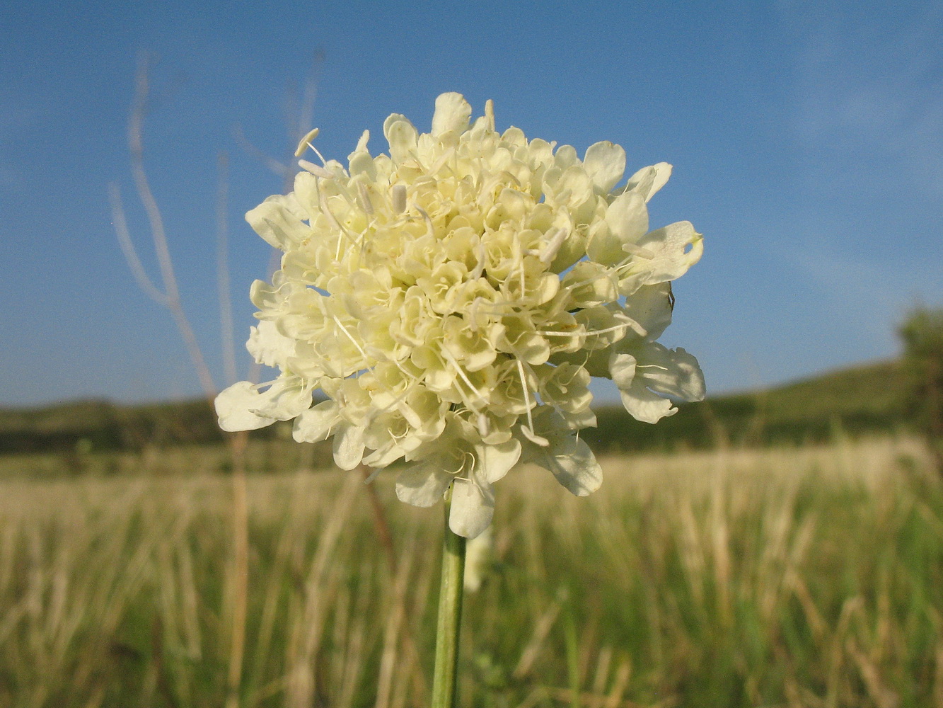 Изображение особи Scabiosa ochroleuca.