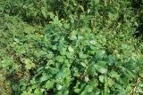Chelidonium majus