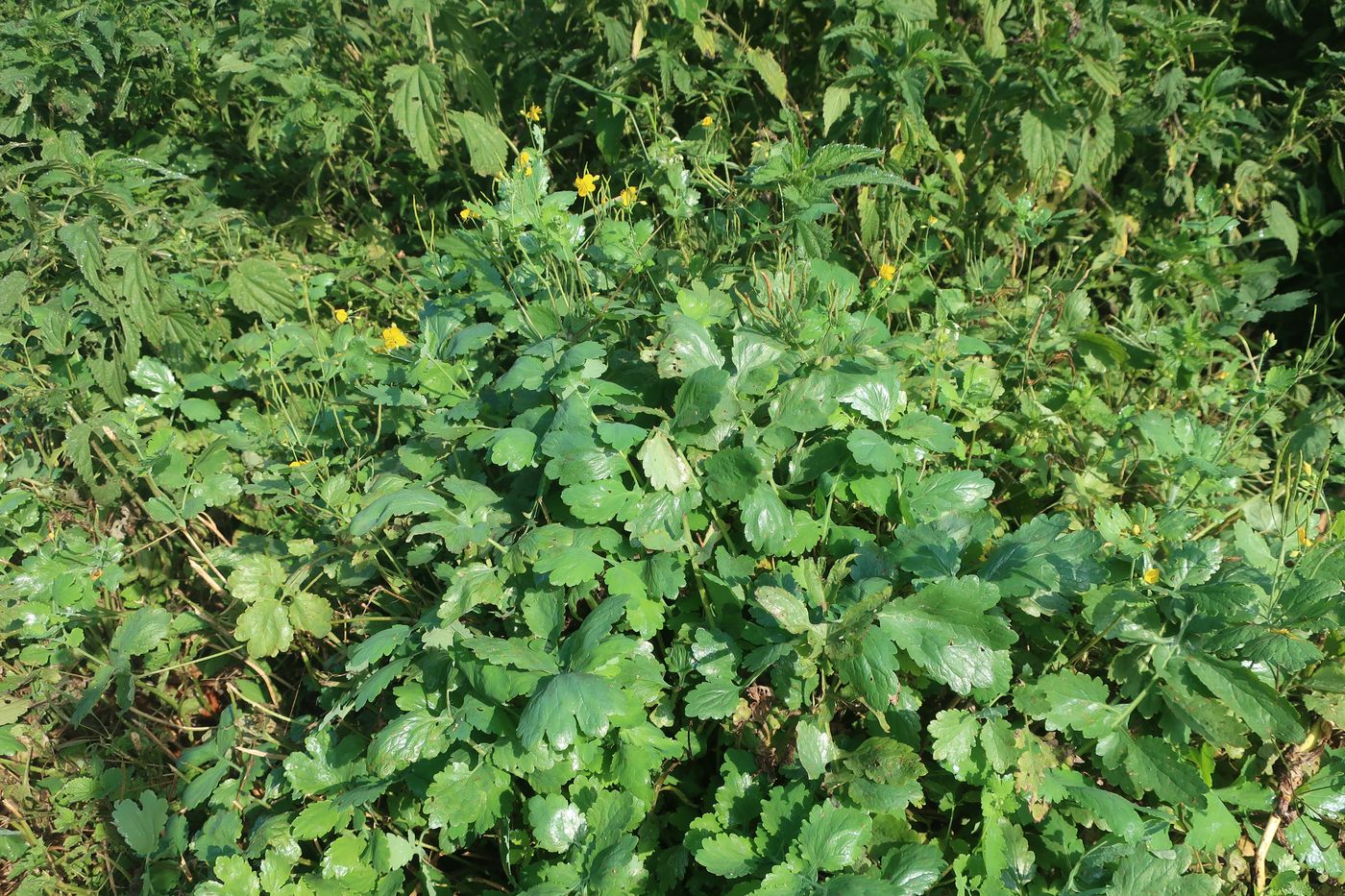 Изображение особи Chelidonium majus.