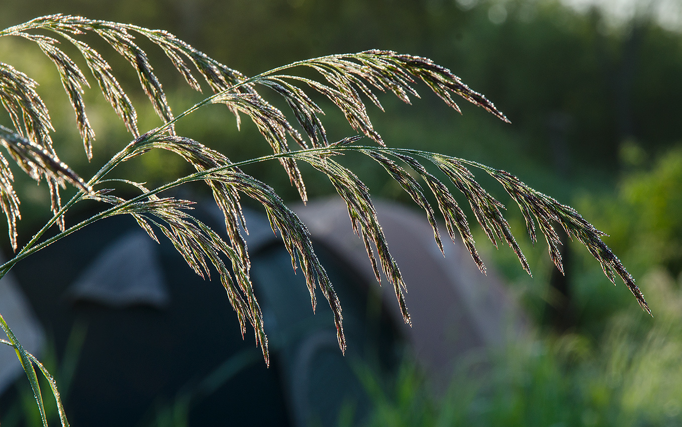 Изображение особи Deschampsia cespitosa.