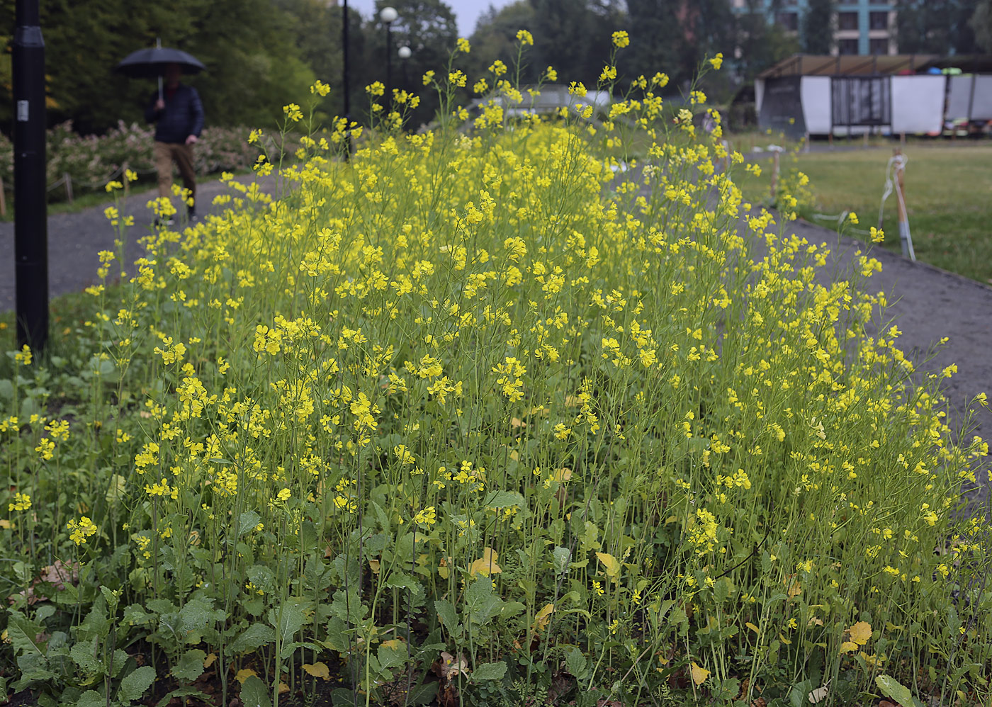 Image of Brassica napus specimen.