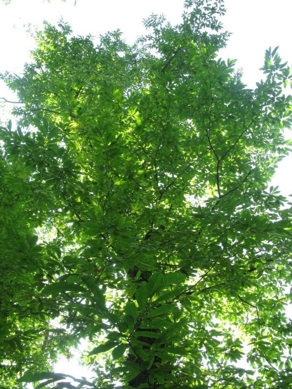 Image of Castanea sativa specimen.