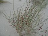 Eremosparton aphyllum